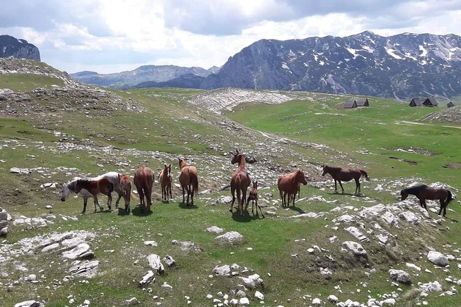 Durmitor Ring Tour - Meeting and Pickup