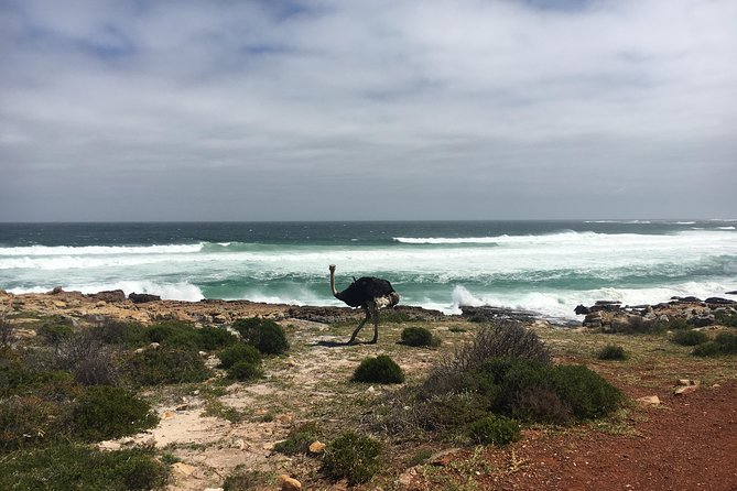 E-Bike Cape Peninsula Tour - Bike Quality and Performance