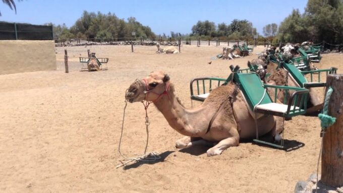 E-Bike City Tour With Camel Safari on Maspalomas Sand Dunes - Frequently Asked Questions
