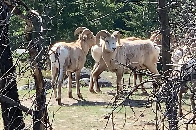 E-Bike Safari Eco Tour - Practical Considerations: Timing, Fitness, and Cancellation