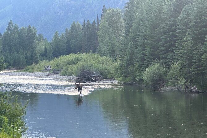 E Bike Tour in Glacier National Park Cammas Road - What Travelers Say: Authentic Perspectives