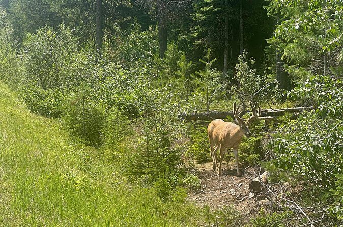 E Bike Tour in Glacier National Park Cammas Road - The Sum Up: Is This Tour Worth It?