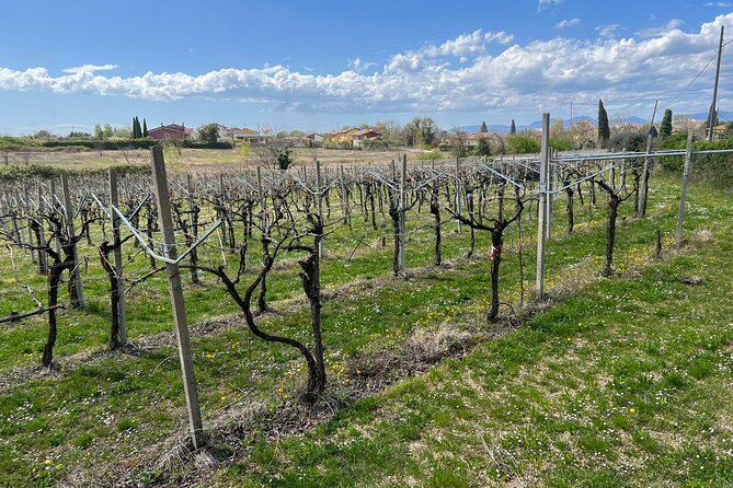 E-Bike Tour With Stop in the Cellar in the Bardolino Area - Booking Information