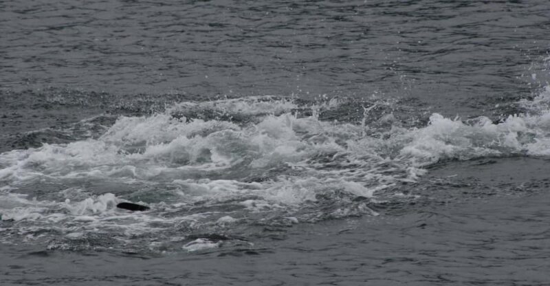 Ear Mountain Charters Tours: Whale Watching and Fishing - Important Information