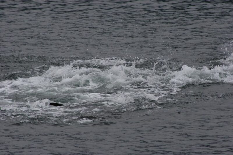 Ear Mountain Charters tours: whale watching or fishing - Exploring the Experience: Whale Watching and Fishing in Alaska