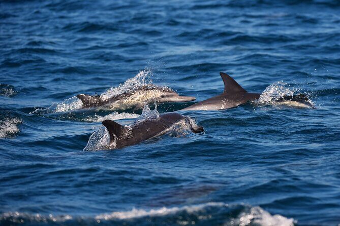 Early Bird Latin Inspired Dinner Cruise - An In-Depth Look at the Experience