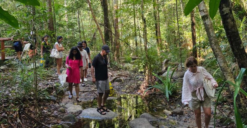 Early Bird Rainforest Walk & Forest Bathing - Experience Highlights