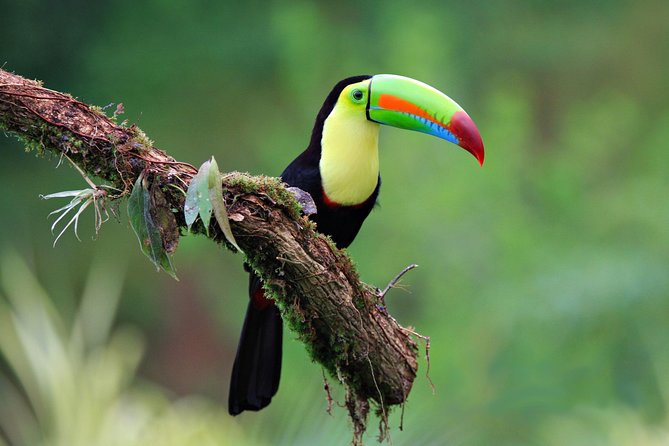 Early Bird Watching Tour - Good To Know