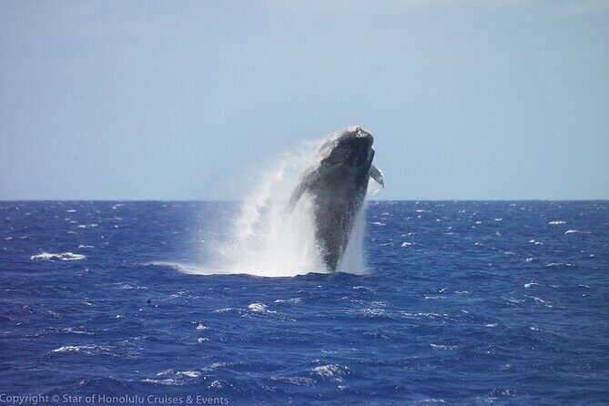 Early Bird Whale Watching Cruise from Waikiki - Key Points