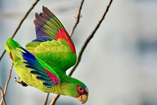 Early Birdwatching Eco City Tour Exper. + 2 Locations & Breakfast - Exploring Acapulco’s Birdlife: Early Birdwatching Eco City Tour Review