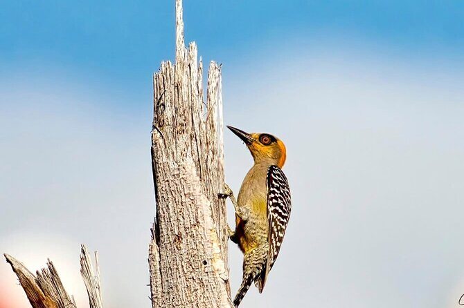 Early Birdwatching Eco City Tour Exper. + 2 Locations & Breakfast - Final Thoughts