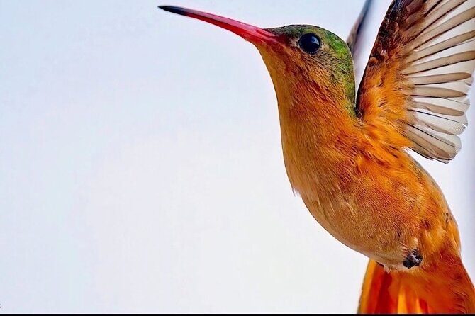 Early Birdwatching Eco City Tour Exper. + 2 Locations & Breakfast - FAQ