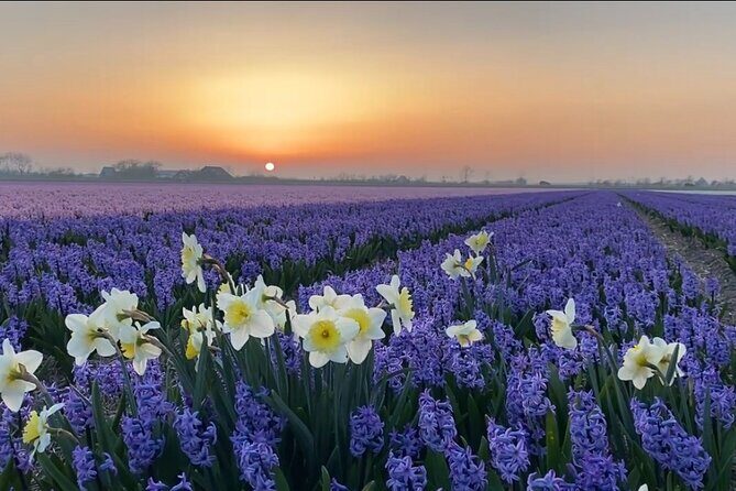Early Flower fields with Lunch & Windmill Guided Day Tour - The Sum Up