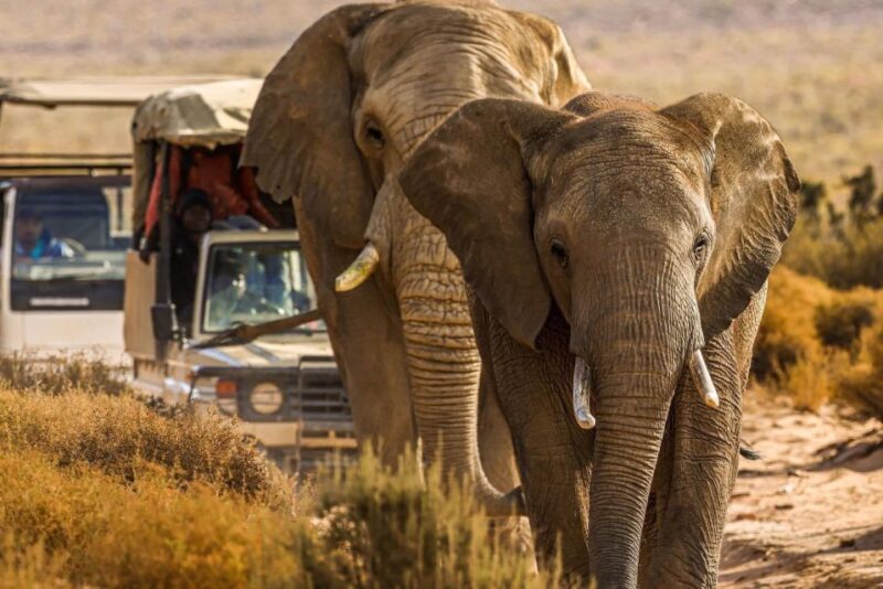 Early Morning Safari Big Five Experience Near Cape Town, SA - Good To Know