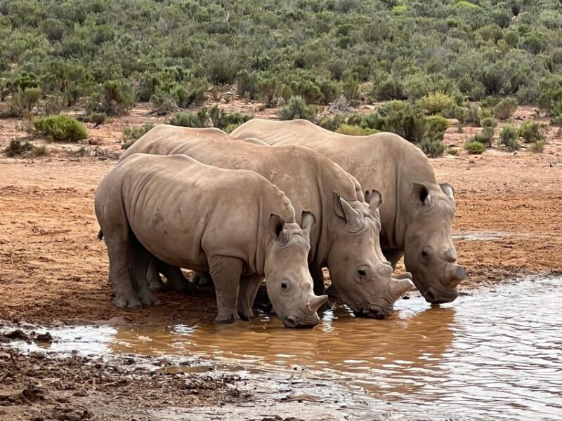 Early Morning Safari Big Five Experience Near Cape Town, SA - Pricing and Booking Details