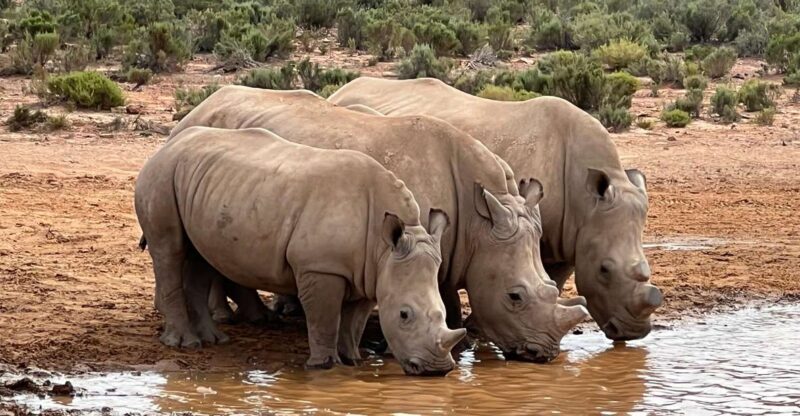 Early Morning Safari Big Five Experience Near Cape Town, SA - Included in the Tour