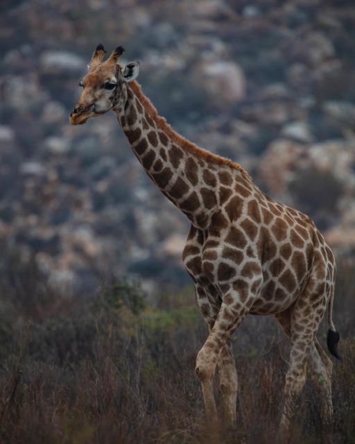 Early Morning Safari Big Five Experience Near Cape Town, SA - Customer Feedback and Ratings