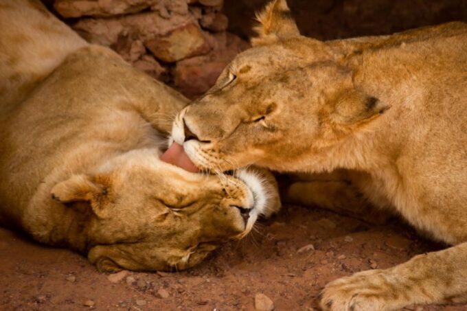 Early Morning Safari Big Five Experience Near Cape Town, SA - Frequently Asked Questions