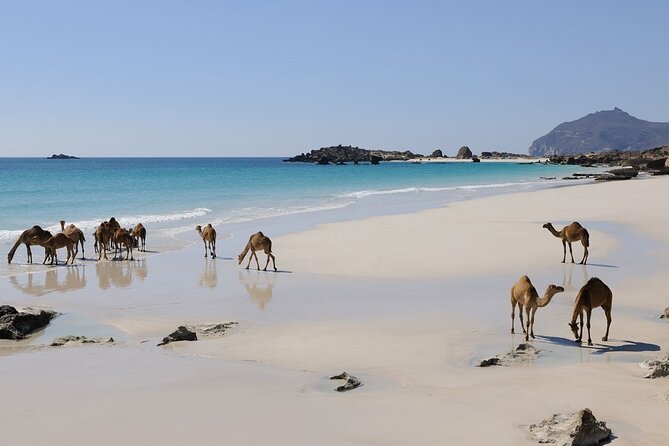 East and West Salalah Combination Private Full-day Tour - Pickup and Transportation