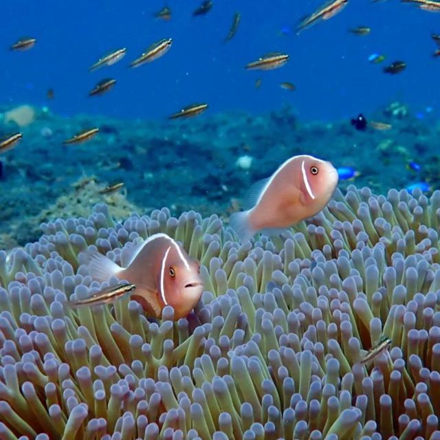 East Bali : Blue Lagoon Snorkeling - All Inclusive - Inclusions