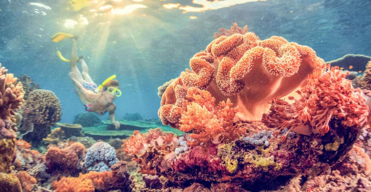 East Bali: Snorkeling Day Trip to Amed - Key Points