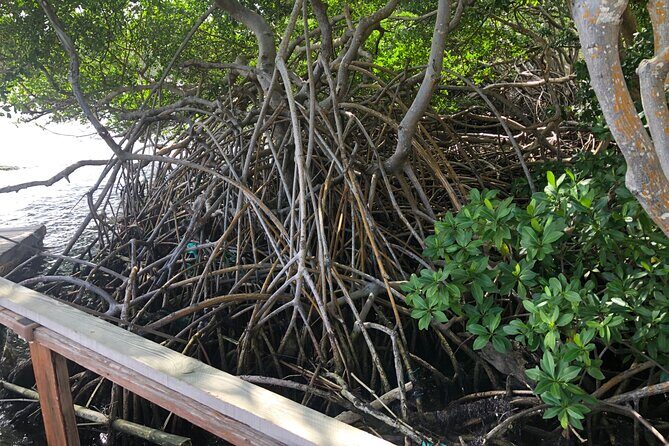 East Coast Private Island Day Trip Kayak & Picnic Experience - Final Thoughts