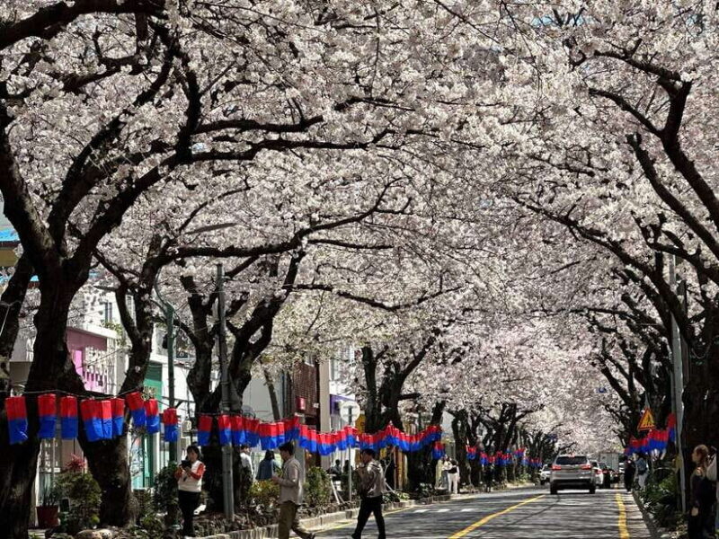 East Jeju Cherry Blossom & Woman Diver Show Small Group Tour - An In-Depth Look at the Tour Experience  