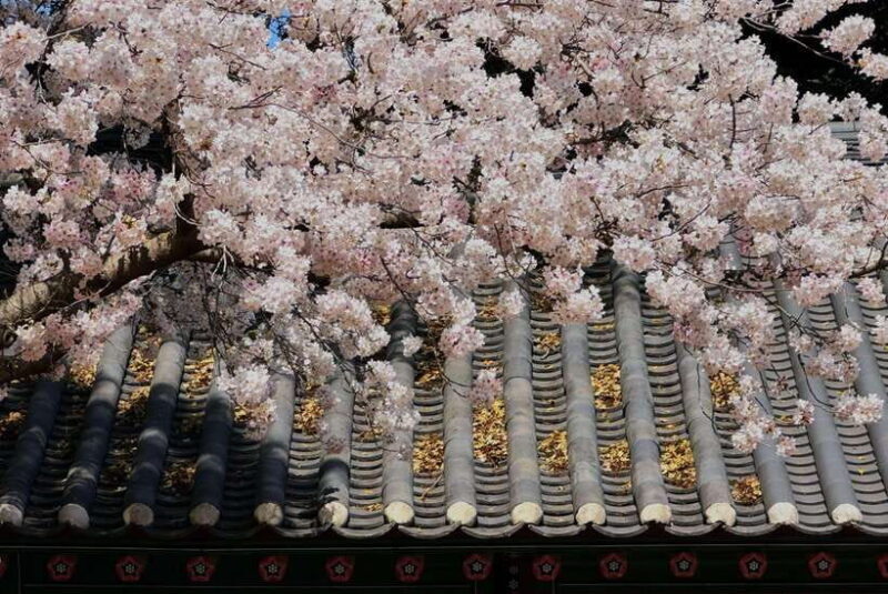 East Jeju Cherry Blossom & Woman Diver Show Small Group Tour - Who Will Love This Tour?  
