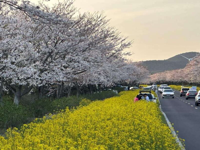 East Jeju Cherry Blossom & Woman Diver Show Small Group Tour - Final Thoughts  