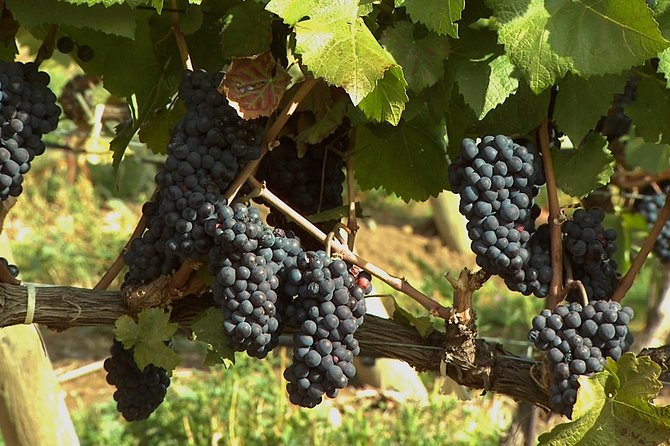 East Kelowna Wine Tour - Classic - 6 Wineries - Good To Know