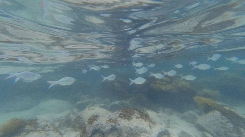 Easter Island: Snorqueling Tour on Coral Reefs - Customer Reviews and Ratings