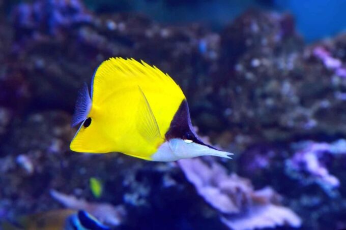 Easter Island: Snorqueling Tour on Coral Reefs - Frequently Asked Questions