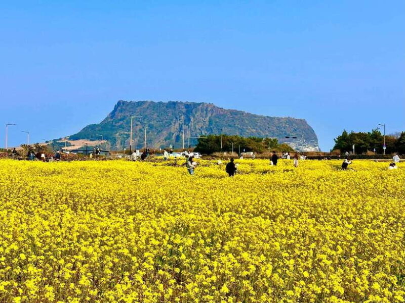 Eastern Jeju Healing UNESCO Small Group Day Tour - Key Points