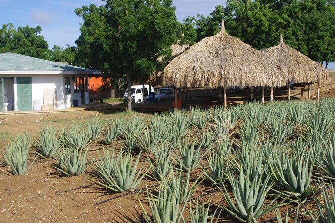 Eastern Treasures of Curacao Tour - Who Will Love This Tour?