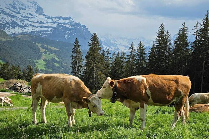 Easy countryside tour in Swiss Alps - kids friendly - A Closer Look at the Swiss Alps Countryside Tour