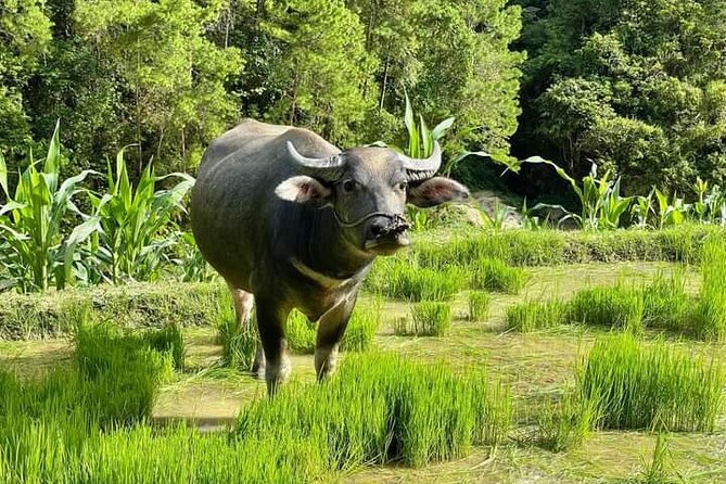 Easy Rider- Motorbike Tour- Exploring Dalat Countryside Day Tour - Private Tour Experience