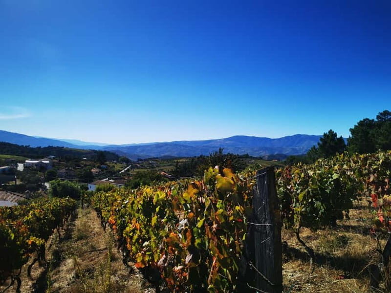 Eat in the vineyards like a Duriense - Practical Details and Value