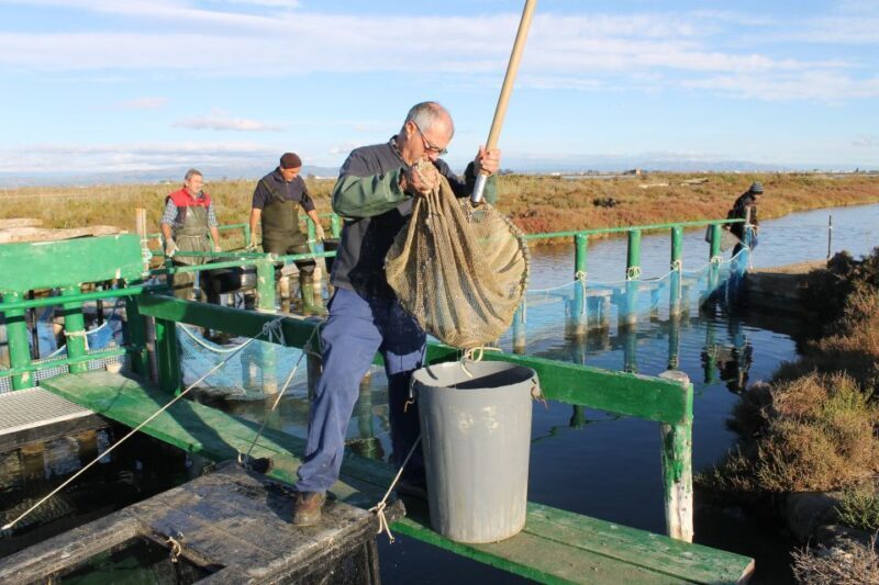 Ebro Delta: Northern Delta Guided Tour with a Local - The Sum Up