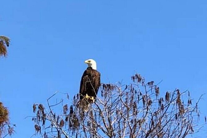 Eco Adventure Scenic Wildlife Boat Cruise - What to Expect from the Eco Adventure Wildlife Boat Cruise