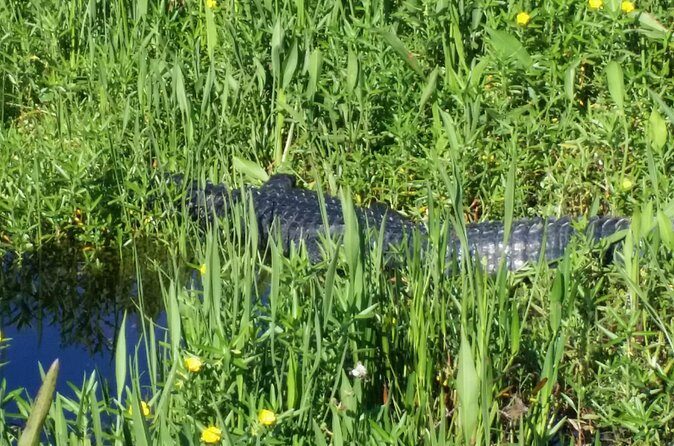 Eco Adventure Scenic Wildlife Boat Cruise - FAQ