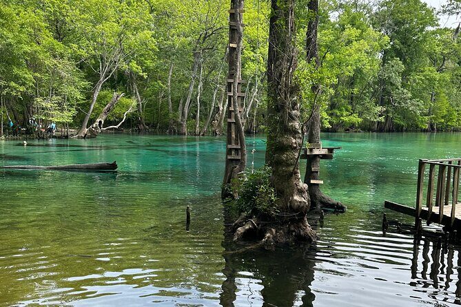 ECO adventure to Cypress Springs by Paddle Board or Kayak - What to Expect from the Cypress Springs Paddleboard and Kayak Tour