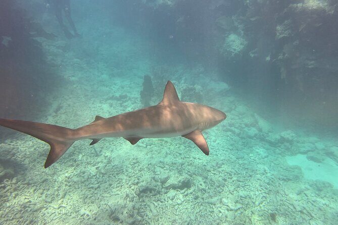 Eco Conscious Reef Diving with Southpoint Divers - FAQ