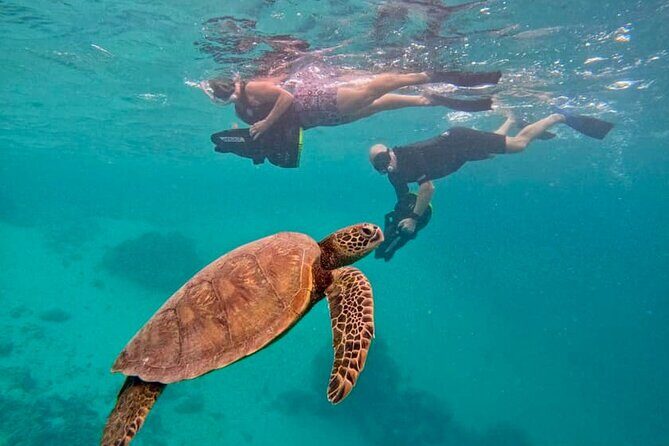 Eco Friendly Sea Scooter Turtle Tour in Rarotonga - Key Points