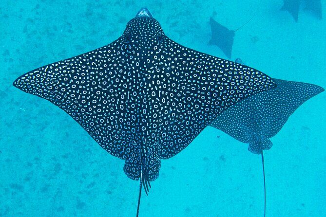 Eco Friendly Sea Scooter Turtle Tour in Rarotonga - Who Would Love This Tour?