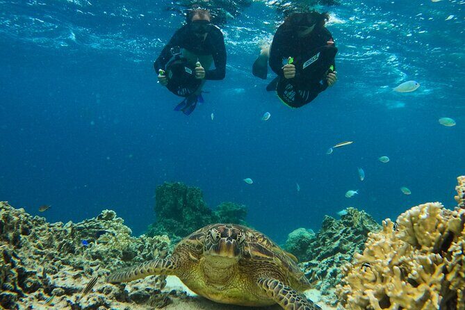 Eco Friendly Sea Scooter Turtle Tour in Rarotonga - Final Thoughts
