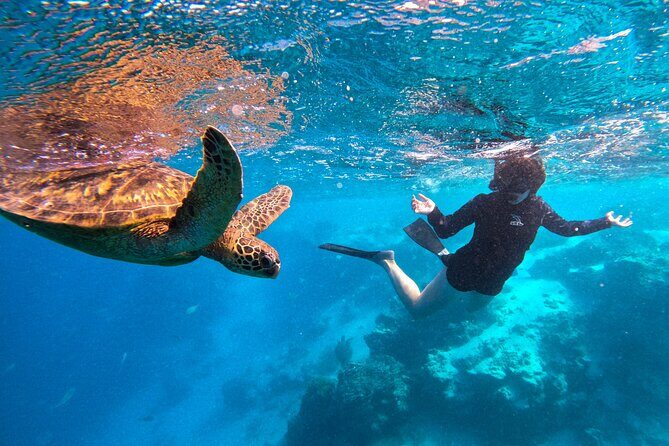 Eco Friendly Sea Scooter Turtle Tour in Rarotonga - FAQ