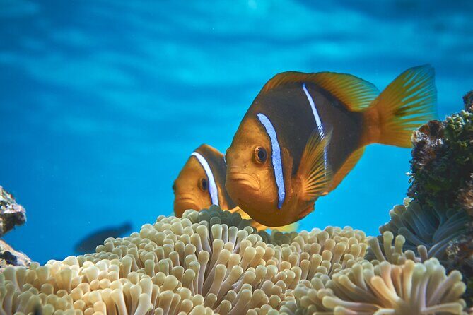 Eco guided excursion to the lagoon of Moorea in a transparent kayak Afternoon 2h - Detailed Breakdown of the Experience  