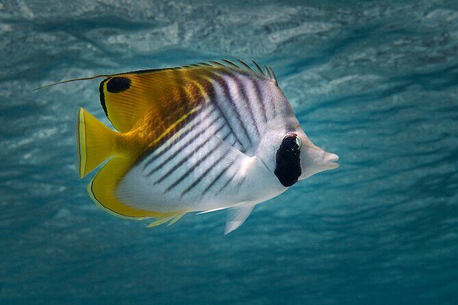 Eco guided excursion to the lagoon of Moorea in a transparent kayak Afternoon 2h - FAQ  