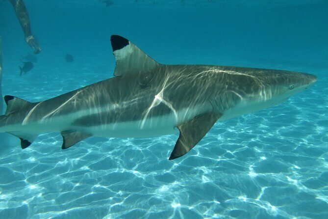 Eco Kayak Excursion in Moorea Lagoon for a Day - Key Points