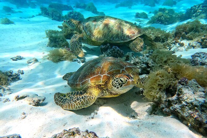 Eco Kayak Excursion in Moorea Lagoon for a Day - An In-Depth Look at the Eco Kayak Excursion